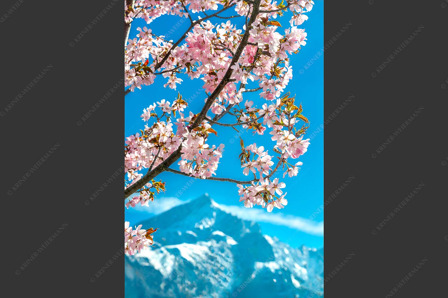 Frühlingsblüte vor Alpspitze - Übern Kopf gewachsen 2:3  -- Kirschblüten Alpspitze Garmisch - mehr Infos bei www.Kriner-Weiermann.de