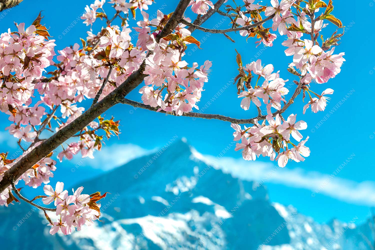 Frühlingsblüte vor Alpspitze - Übern Kopf gewachsen 3:2  -- Kirschblüten Alpspitze Garmisch - mehr Infos bei www.Kriner-Weiermann.de