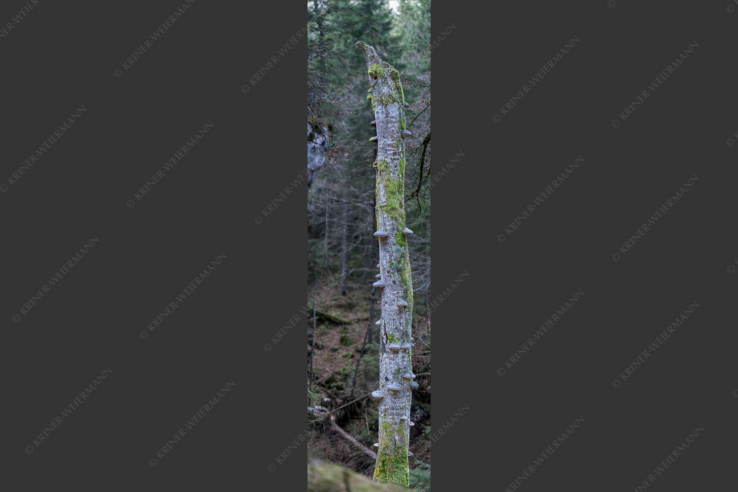 Abgestorbener Baum mit Zundernschwämme - Überschwämmt 1:4  -- Baumstamm Baumschwamm - mehr Infos bei www.Kriner-Weiermann.de