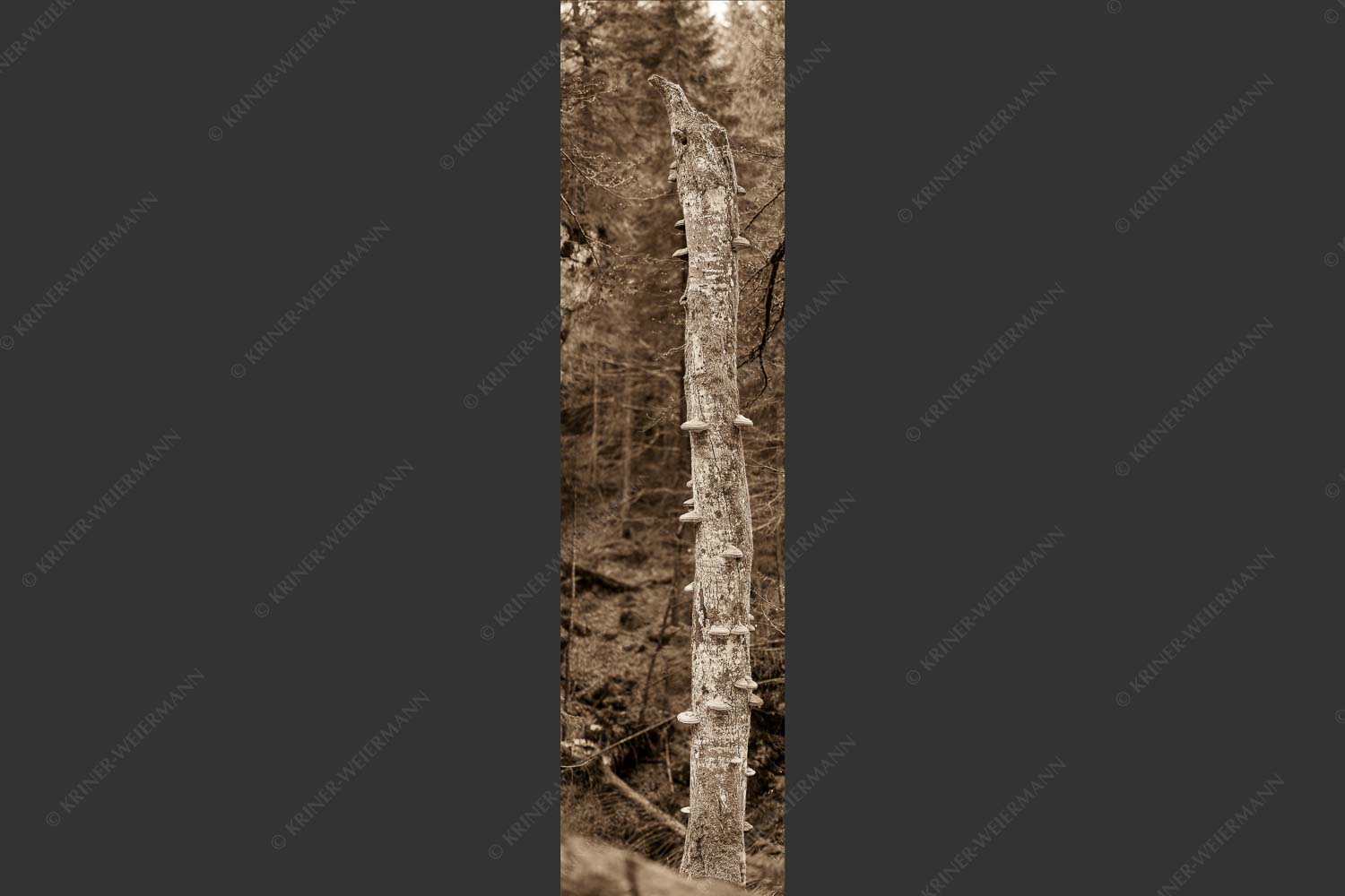 Abgestorbener Baum mit Zundernschwämme - Überschwämmt 1:4 sepia -- Baumstamm Baumschwamm - mehr Infos bei www.Kriner-Weiermann.de