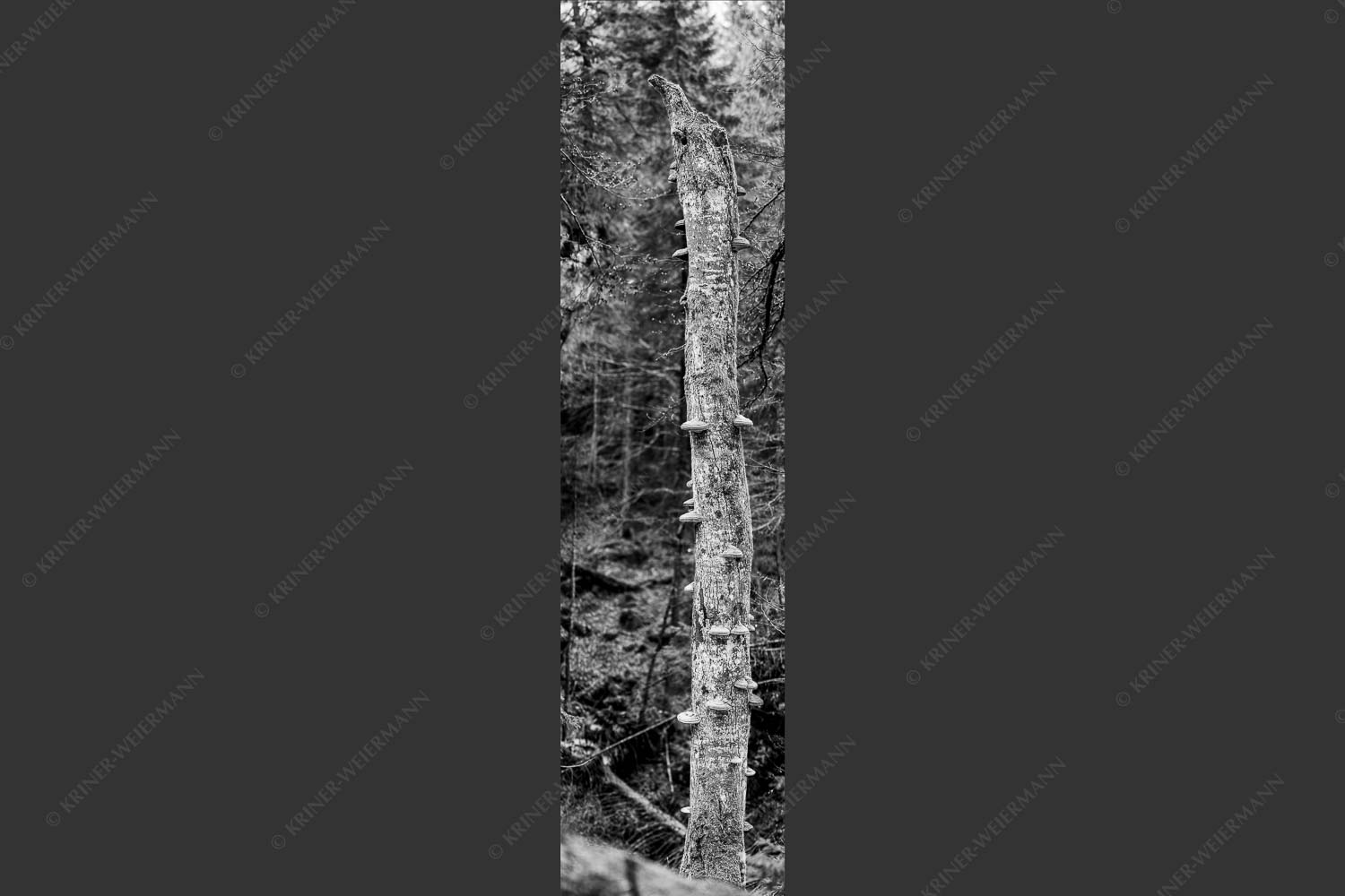 Abgestorbener Baum mit Zundernschwämme - Überschwämmt 1:4 sw -- Baumstamm Baumschwamm - mehr Infos bei www.Kriner-Weiermann.de