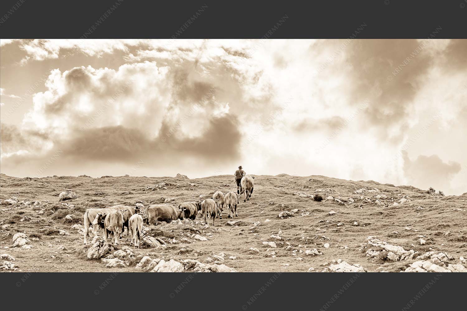 Hirte mit Jungvieh auf der Kuhalm im Estergebirge - Umidreim 2:1 sepia -- Hirte mit Kälbern auf der Alm - mehr Infos bei www.Kriner-Weiermann.de