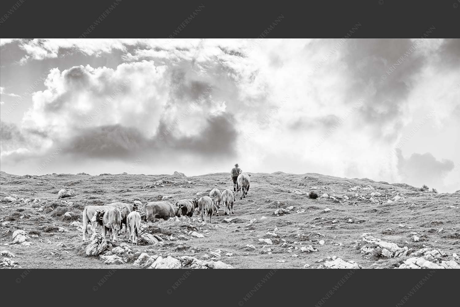 Hirte mit Jungvieh auf der Kuhalm im Estergebirge - Umidreim 2:1 sw -- Hirte mit Kälbern auf der Alm - mehr Infos bei www.Kriner-Weiermann.de