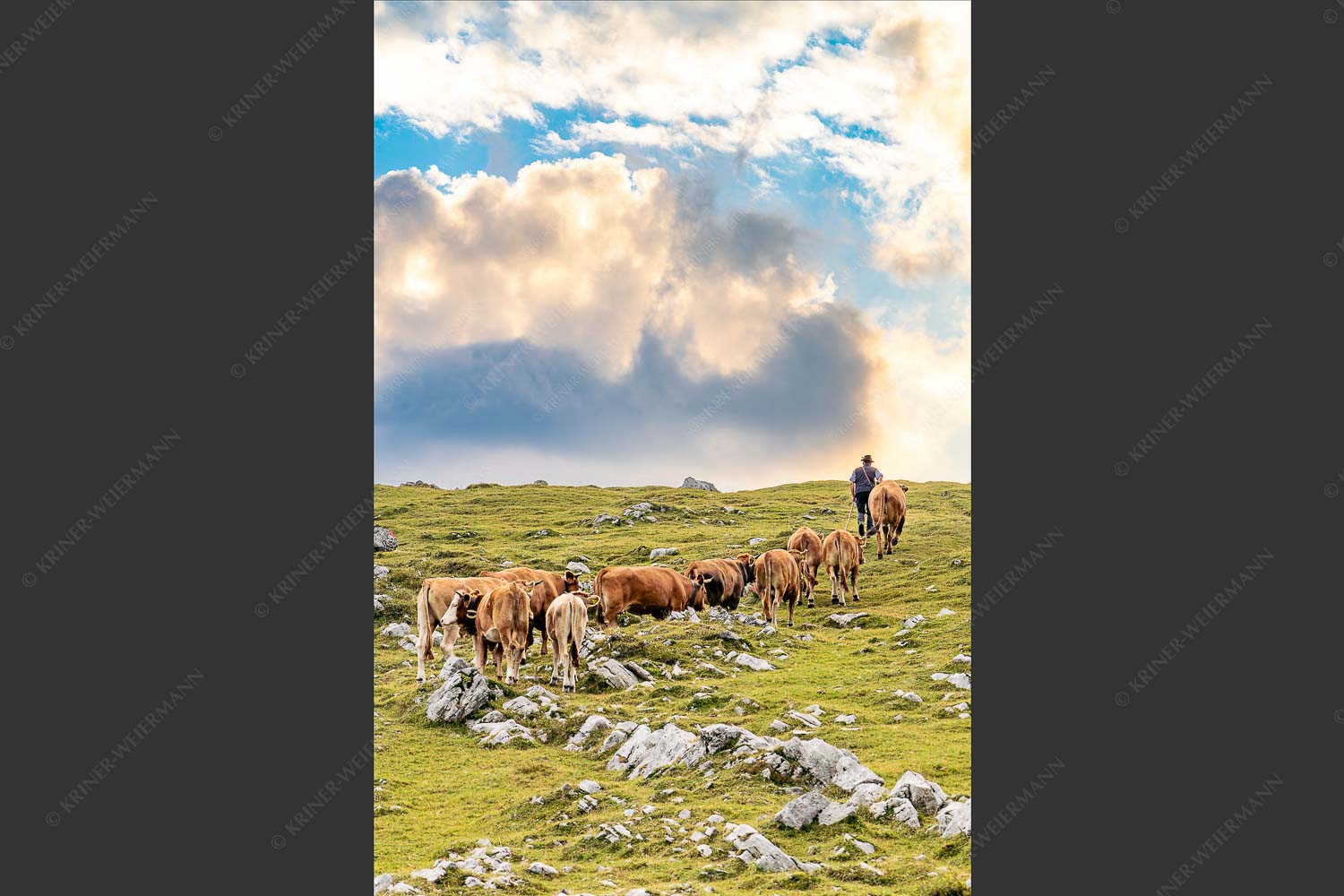 Hirte mit Jungvieh auf der Kuhalm im Estergebirge - Umidreim 2:3  -- Hirte mit Kälbern auf der Alm - mehr Infos bei www.Kriner-Weiermann.de