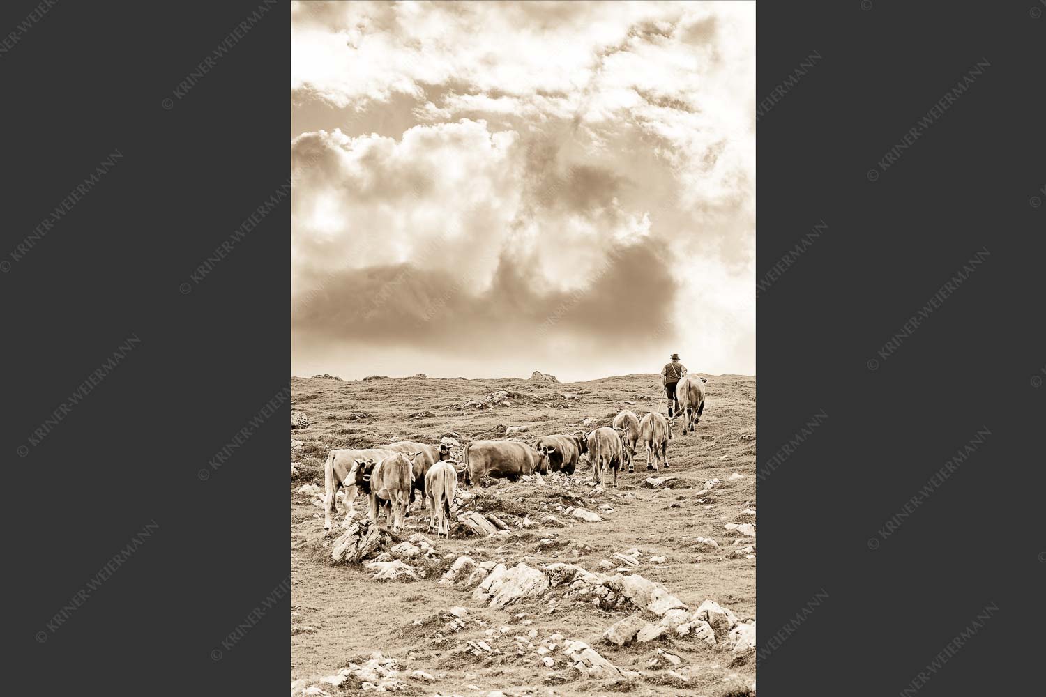 Hirte mit Jungvieh auf der Kuhalm im Estergebirge - Umidreim 2:3 sepia -- Hirte mit Kälbern auf der Alm - mehr Infos bei www.Kriner-Weiermann.de