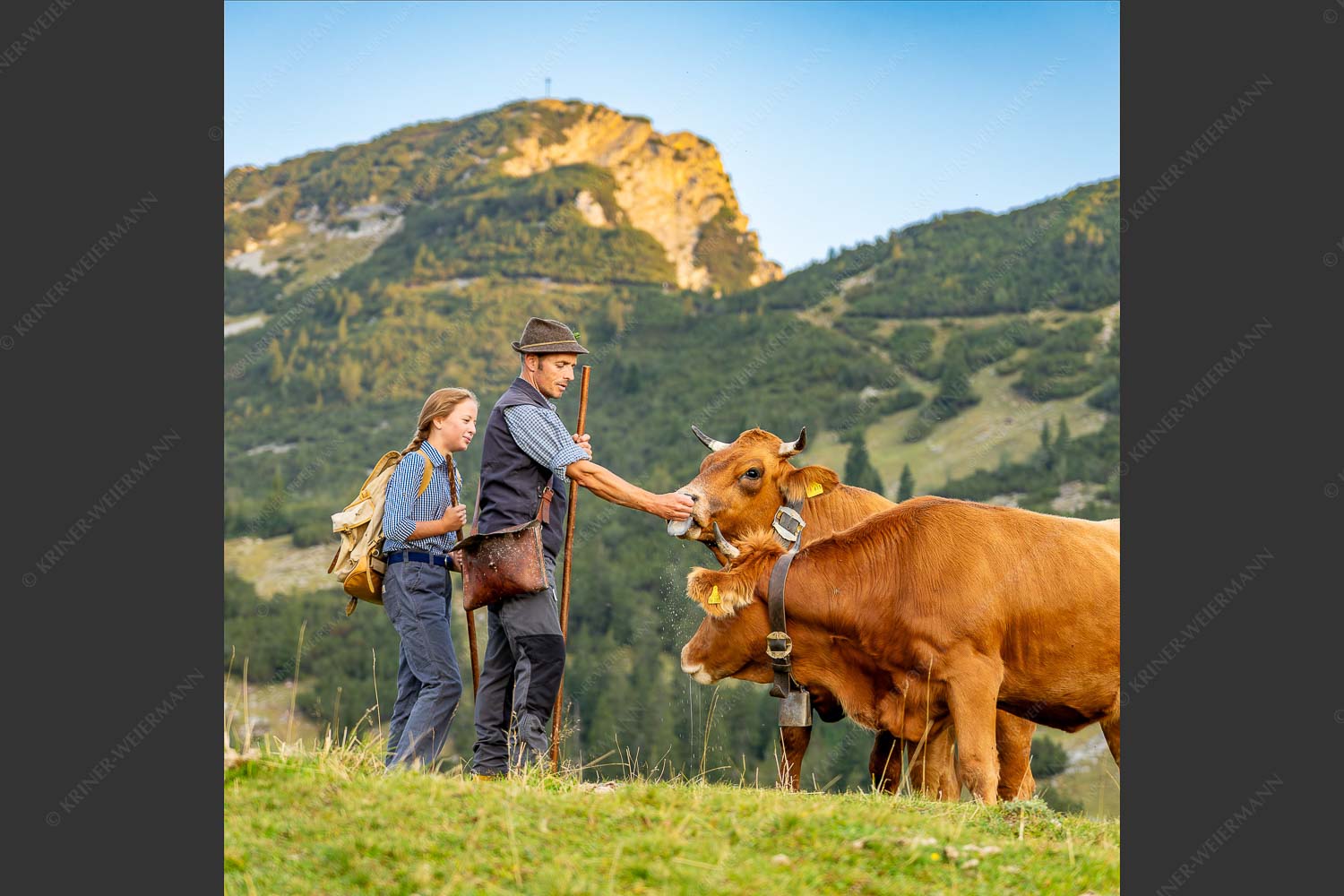 Hirte und Tochter füttern Murnau-Werdenfelser Rinder mit Miad auf der Kuhalm - Ums Vieh schaun III 1:1  -- Hirten Miad Estergebirge Hohe Kisten - mehr Infos bei www.Kriner-Weiermann.de