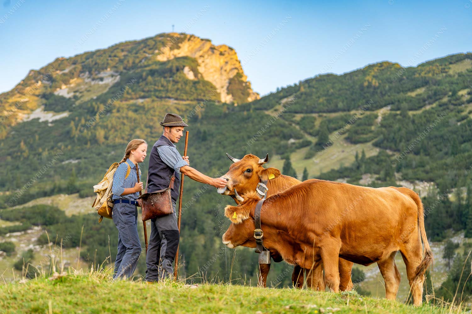 Hirte und Tochter füttern Murnau-Werdenfelser Rinder mit Miad auf der Kuhalm - Ums Vieh schaun III 3:2  -- Hirten Miad Estergebirge Hohe Kisten - mehr Infos bei www.Kriner-Weiermann.de