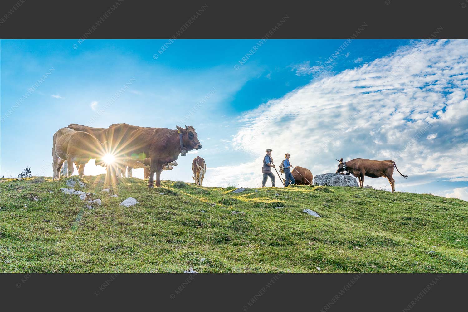 Hirten mit Jungvieh auf der Kuhalm im Estergebirge - Ums Vieh schaun XIII 2:1  -- Hirten Kuhalm Estergebirge - mehr Infos bei www.Kriner-Weiermann.de