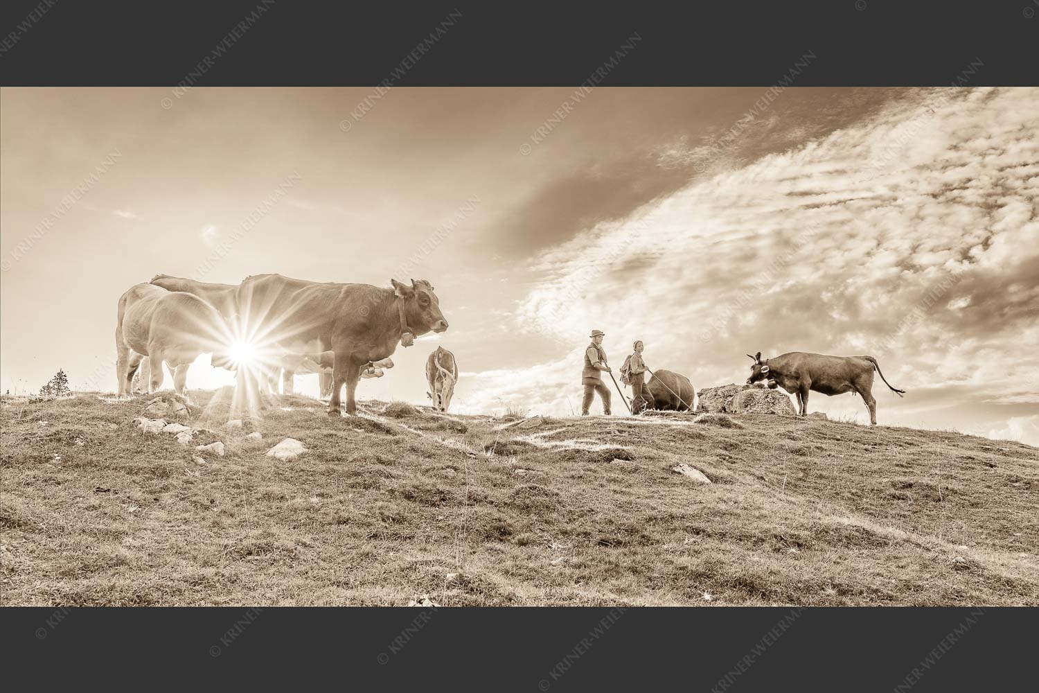 Hirten mit Jungvieh auf der Kuhalm im Estergebirge - Ums Vieh schaun XIII 2:1 sepia -- Hirten Kuhalm Estergebirge - mehr Infos bei www.Kriner-Weiermann.de