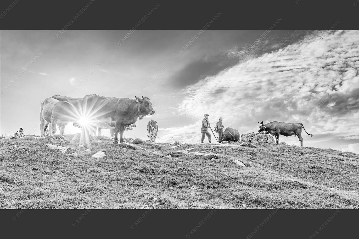 Hirten mit Jungvieh auf der Kuhalm im Estergebirge - Ums Vieh schaun XIII 2:1 sw -- Hirten Kuhalm Estergebirge - mehr Infos bei www.Kriner-Weiermann.de