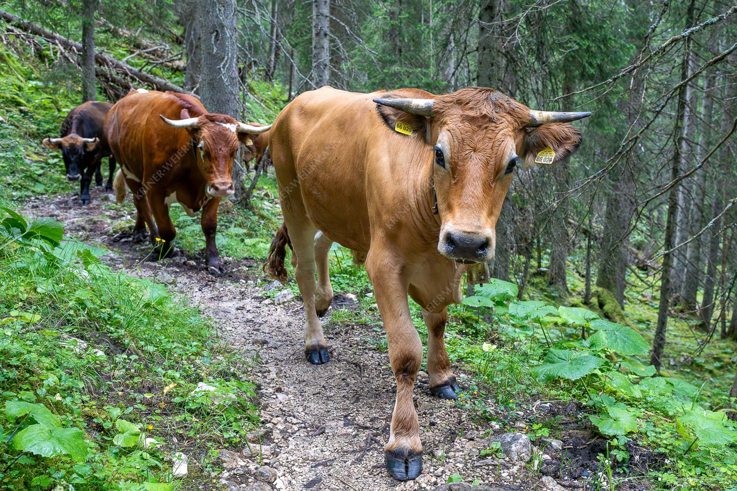 Viehtrieb vom Kreuzeck zum Stuiben im Wetterstein - Viehtrieb Stuiben V 3:2  -- Murnau Werdenfelser Rinder - mehr Infos bei www.Kriner-Weiermann.de