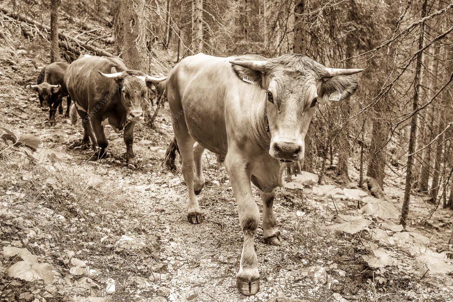 Viehtrieb vom Kreuzeck zum Stuiben im Wetterstein - Viehtrieb Stuiben V 3:2 sepia -- Murnau Werdenfelser Rinder - mehr Infos bei www.Kriner-Weiermann.de