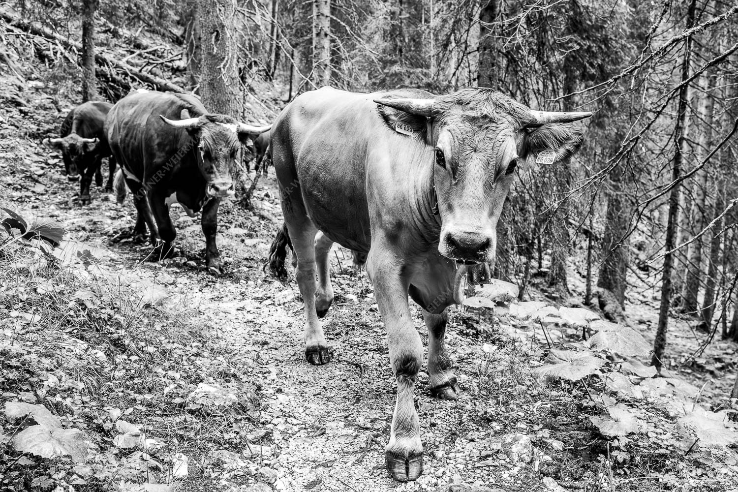 Viehtrieb vom Kreuzeck zum Stuiben im Wetterstein - Viehtrieb Stuiben V 3:2 sw -- Murnau Werdenfelser Rinder - mehr Infos bei www.Kriner-Weiermann.de