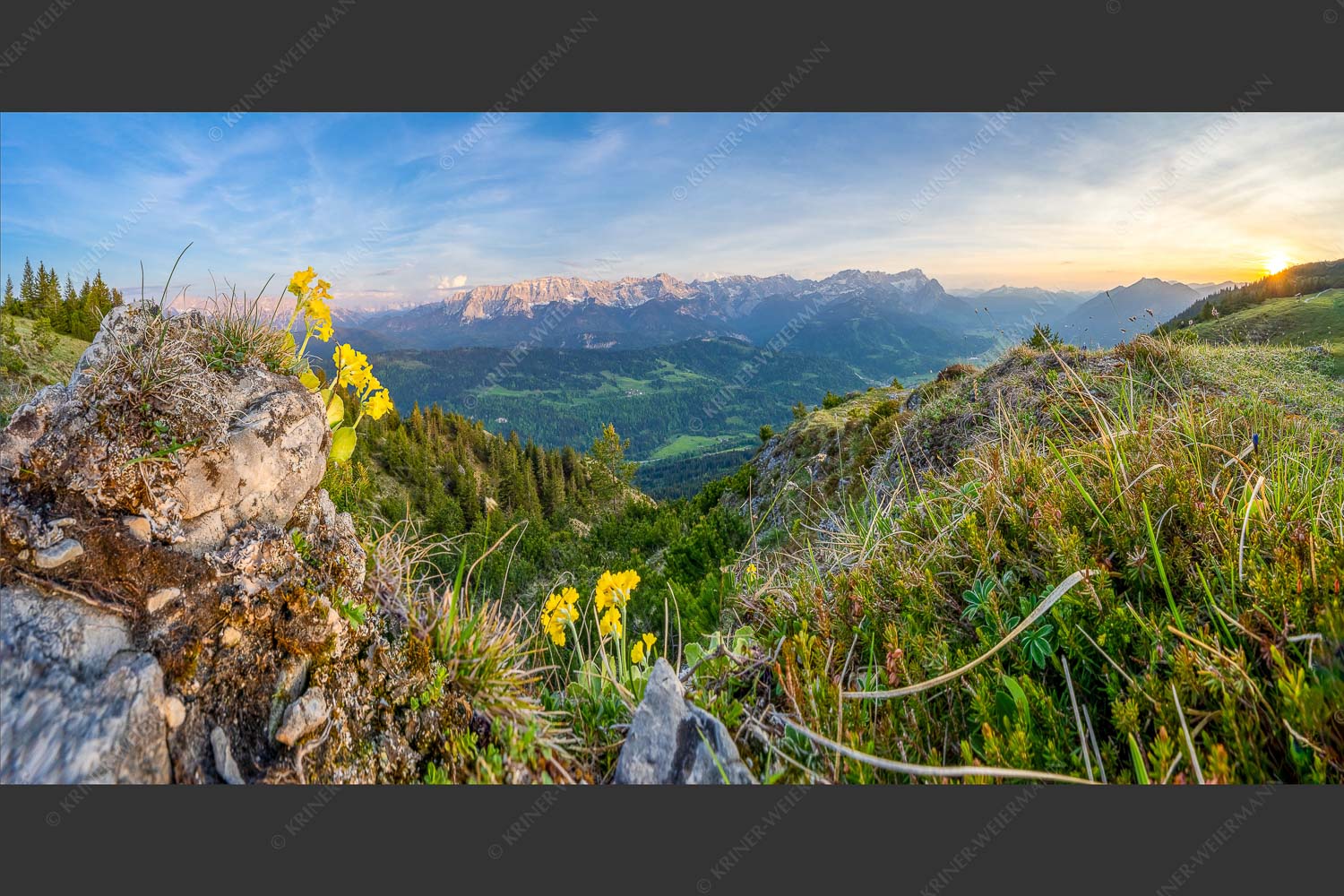 Aurikelblüte am Rosswank mit Blick ins Wettersteingebirge - Wank-Schmoizer I 2:1  -- Aurikel am Wank - mehr Infos bei www.Kriner-Weiermann.de