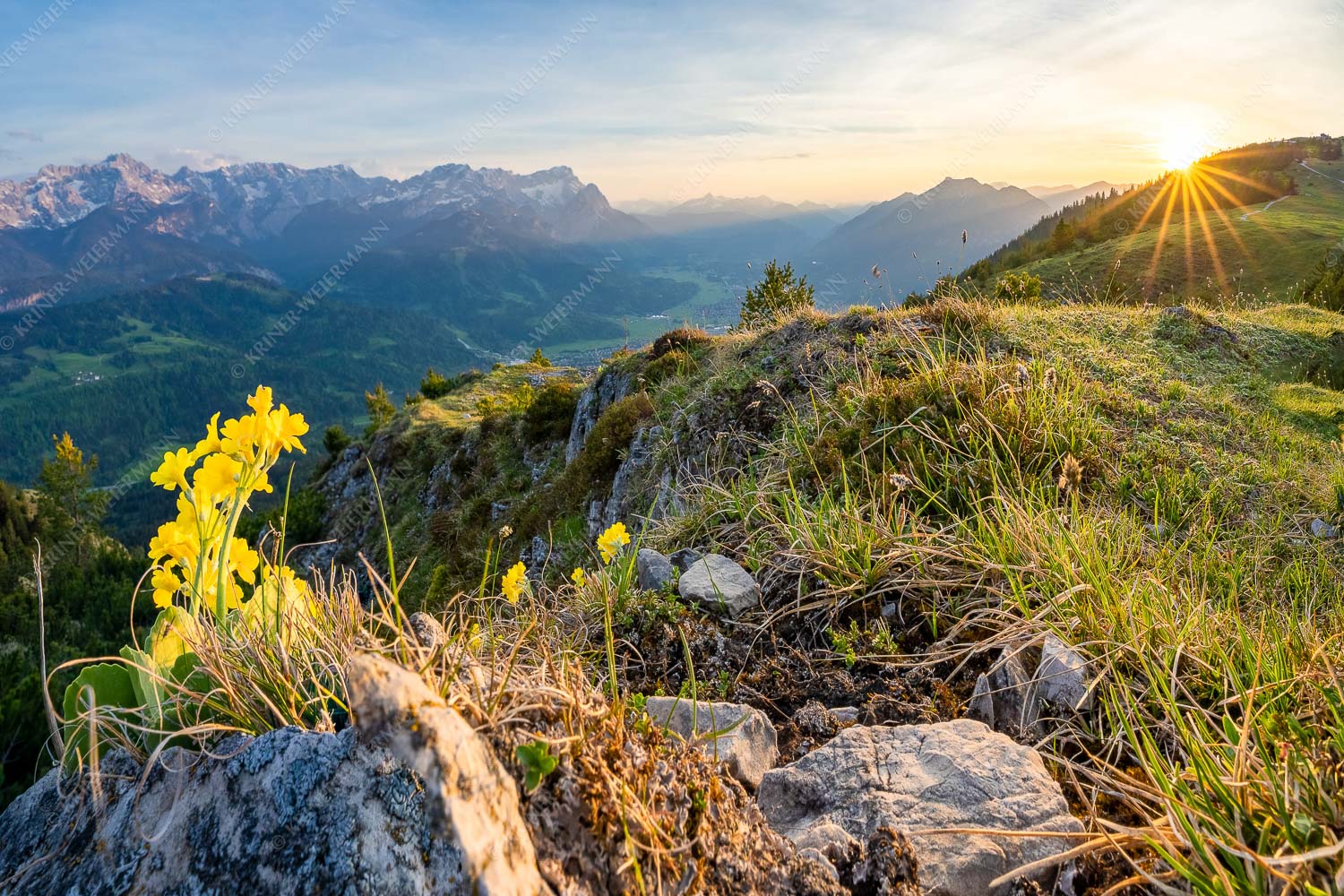 Aurikelblüte am Rosswank mit Blick ins Wettersteingebirge - Wank-Schmoizer II 3:2  -- Aurikel am Wank - mehr Infos bei www.Kriner-Weiermann.de