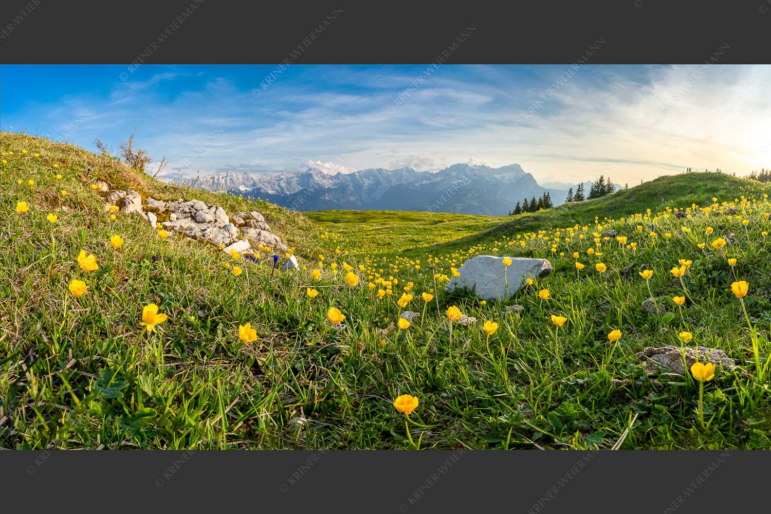 Hahnenfuß im Letzten Licht am Wank mit Wettersteingebirge im Hintergrund - Wankbleamlan I 2:1  -- Blumen am Wank - mehr Infos bei www.Kriner-Weiermann.de