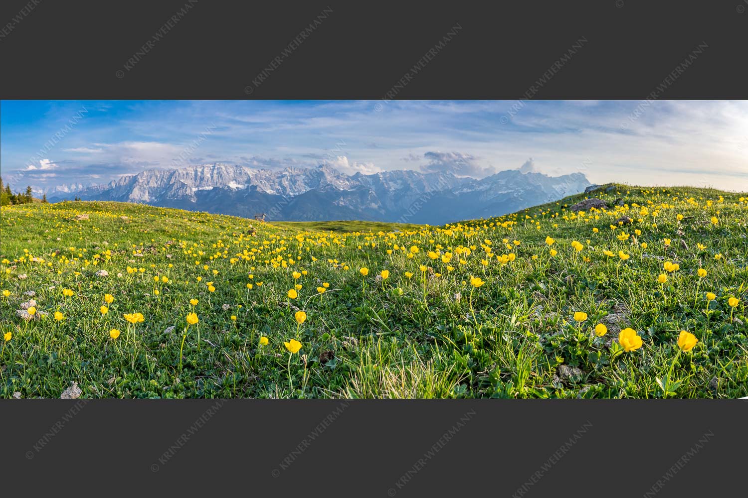 Hahnenfuß im Letzten Licht am Wank mit Wettersteingebirge im Hintergrund - Wankbleamlan II 2,5:1  -- Blumenwiese am Wank - mehr Infos bei www.Kriner-Weiermann.de