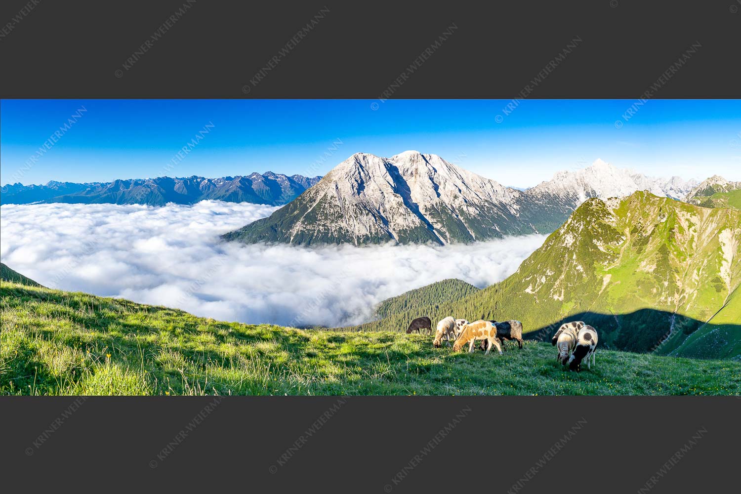 Bergschafe über dem Gaistal mit Hoher Munde im Hintergrund - Weide mit Aussicht 2,5:1  -- Schafe im Wetterstein - mehr Infos bei www.Kriner-Weiermann.de