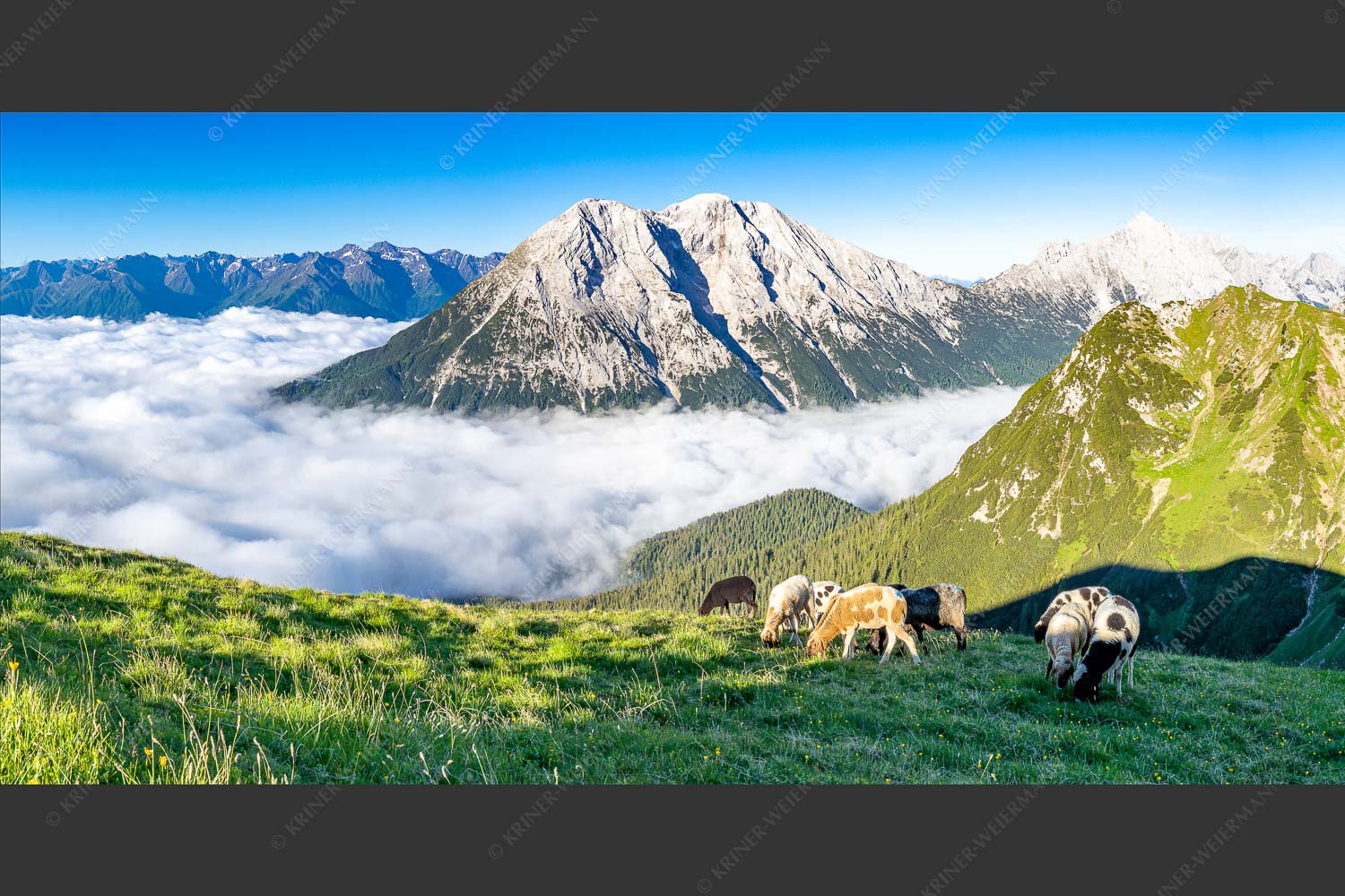Bergschafe über dem Gaistal mit Hoher Munde im Hintergrund - Weide mit Aussicht 2:1  -- Schafe im Wetterstein - mehr Infos bei www.Kriner-Weiermann.de