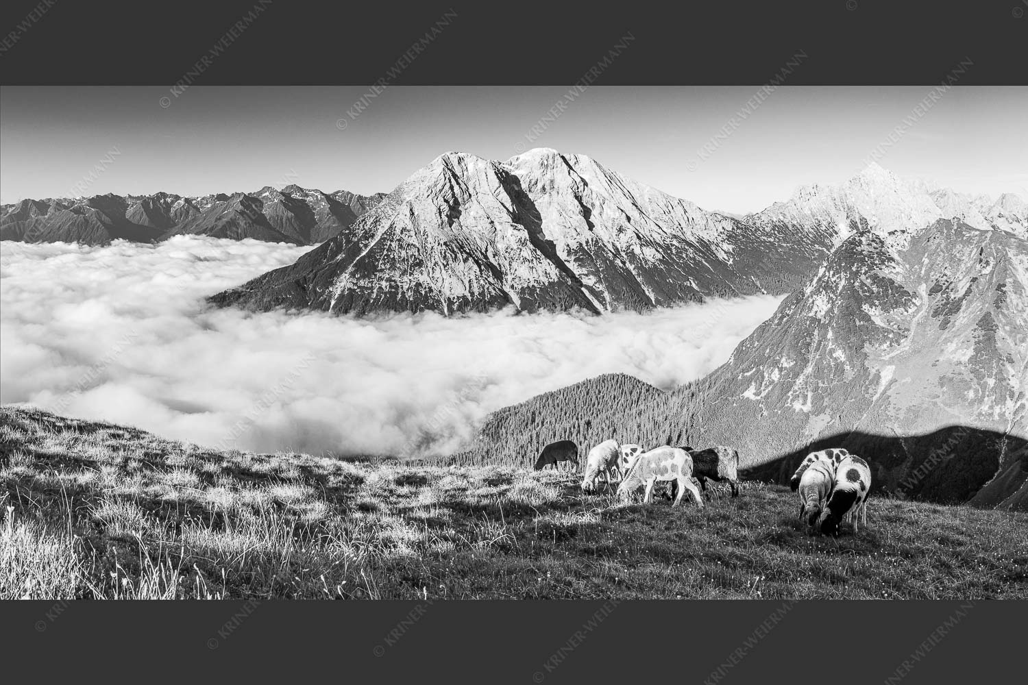 Bergschafe über dem Gaistal mit Hoher Munde im Hintergrund - Weide mit Aussicht 2:1 sw -- Schafe im Wetterstein - mehr Infos bei www.Kriner-Weiermann.de