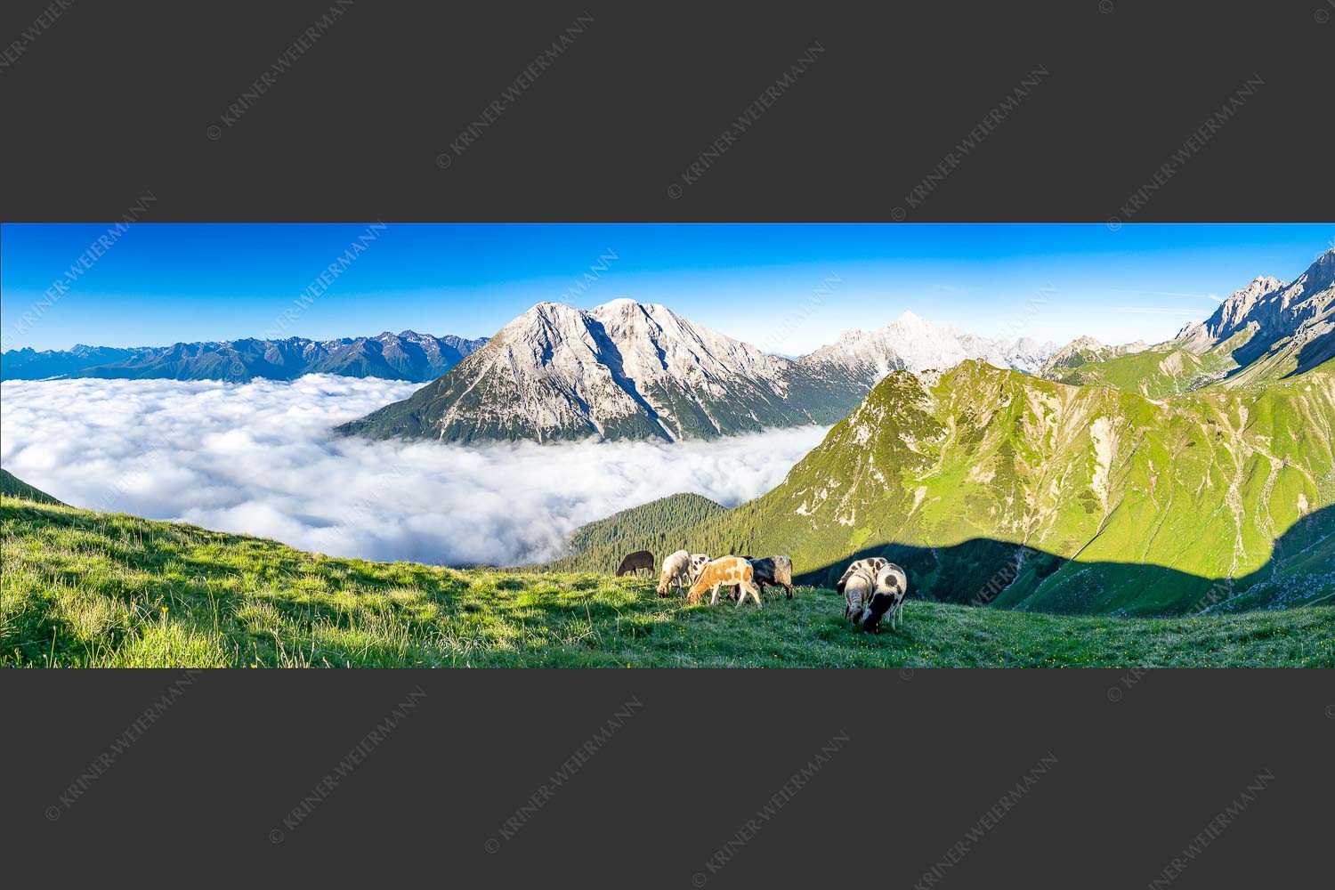 Bergschafe über dem Gaistal mit Hoher Munde im Hintergrund - Weide mit Aussicht 3:1  -- Schafe im Wetterstein - mehr Infos bei www.Kriner-Weiermann.de
