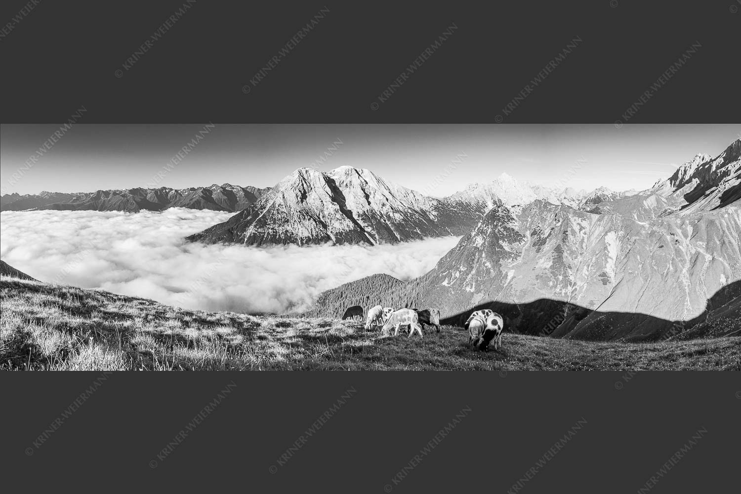 Bergschafe über dem Gaistal mit Hoher Munde im Hintergrund - Weide mit Aussicht 3:1 sw -- Schafe im Wetterstein - mehr Infos bei www.Kriner-Weiermann.de