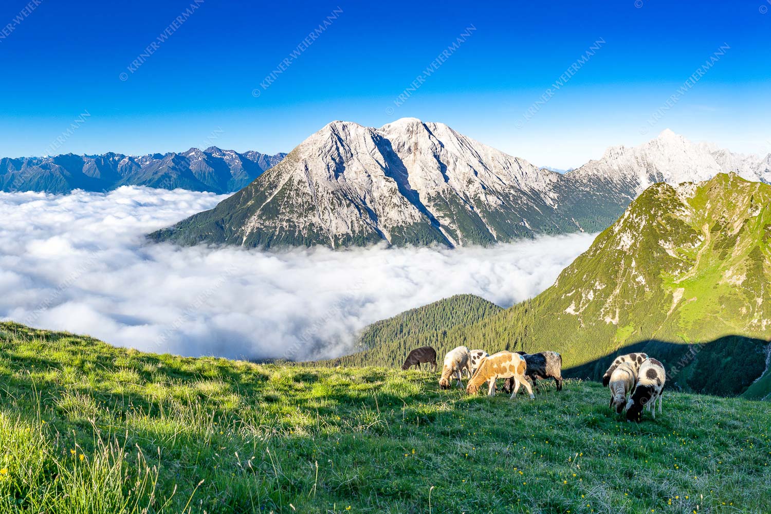 Bergschafe über dem Gaistal mit Hoher Munde im Hintergrund - Weide mit Aussicht 3:2  -- Schafe im Wetterstein - mehr Infos bei www.Kriner-Weiermann.de