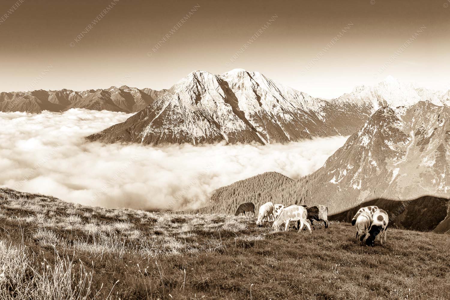 Bergschafe über dem Gaistal mit Hoher Munde im Hintergrund - Weide mit Aussicht 3:2 sepia -- Schafe im Wetterstein - mehr Infos bei www.Kriner-Weiermann.de