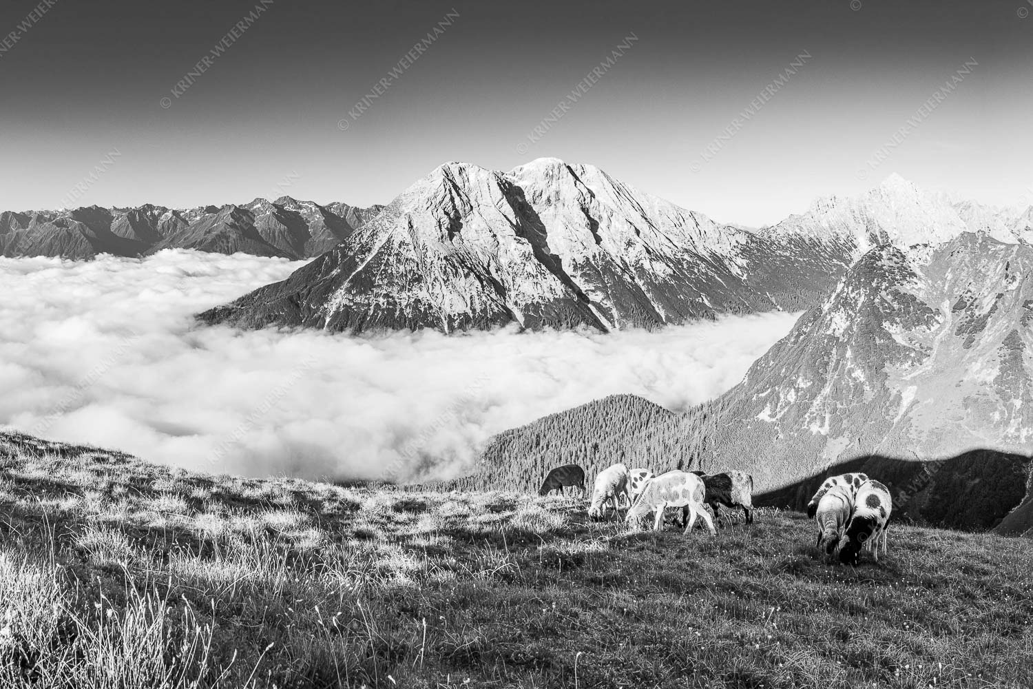 Bergschafe über dem Gaistal mit Hoher Munde im Hintergrund - Weide mit Aussicht 3:2 sw -- Schafe im Wetterstein - mehr Infos bei www.Kriner-Weiermann.de
