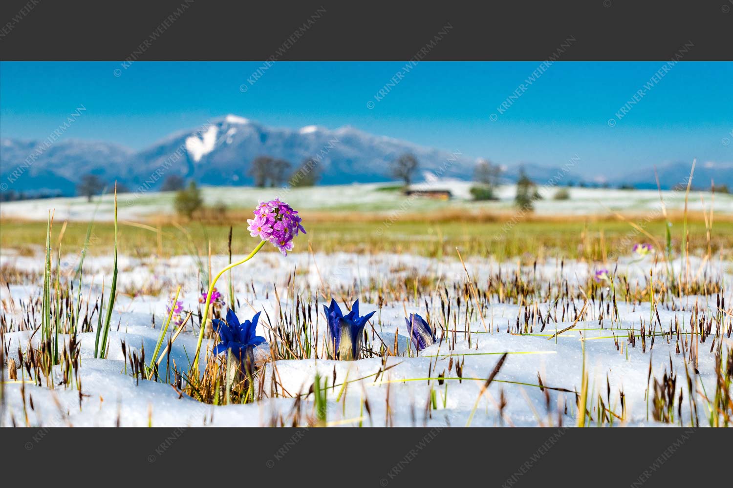 Mehlprimel und Enzian kämpfen gegen den Wintereinbruch - Widerstand 2:1  -- Blumen im Schnee - mehr Infos bei www.Kriner-Weiermann.de