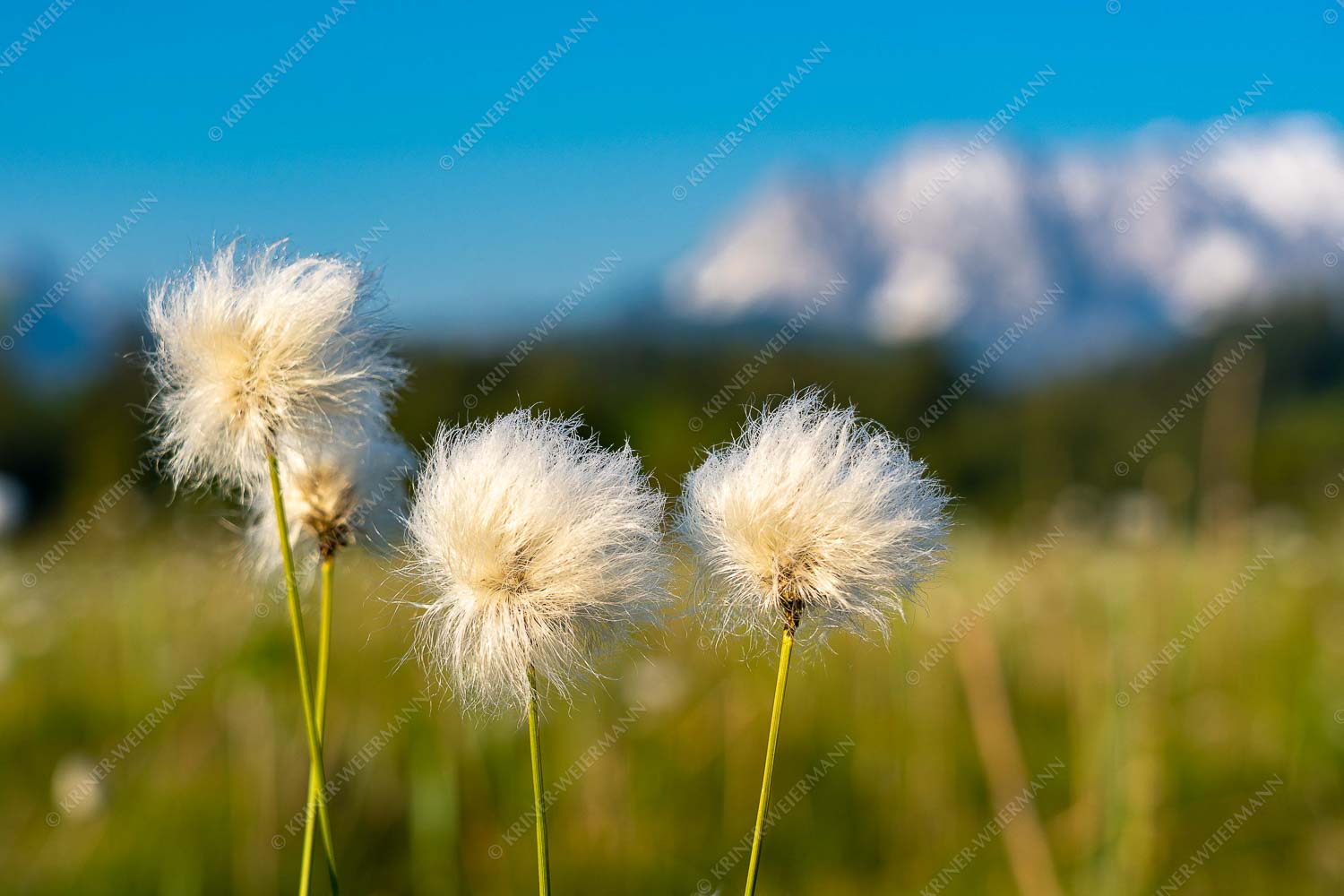 Wollgras im Morgenlicht - Wollgräser 3:2  -- Eriophorum - mehr Infos bei www.Kriner-Weiermann.de