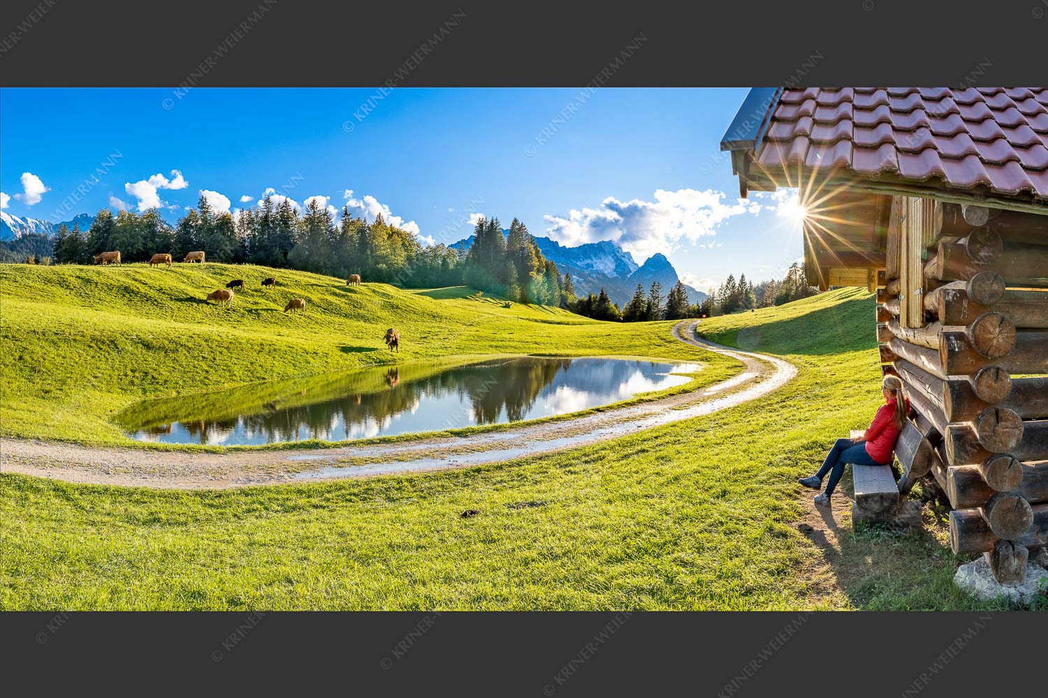 Murnau Werdenfelser Rinder beim Abendessen. - Zuschaun 2:1  -- Rastbank am Gschwandnerbauer - mehr Infos bei www.Kriner-Weiermann.de