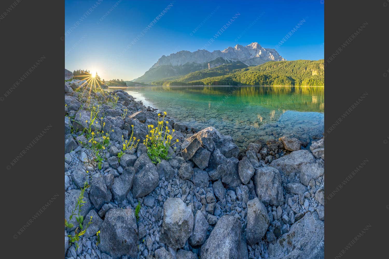 Sonnenaufgang am Eibsee mit Zugspitze und blühenden Wildblumen - Idylle am Eibsee 1:1  -- Eibsee Sonnenaufgang Zugspitze - mehr Infos bei www.Kriner-Weiermann.de
