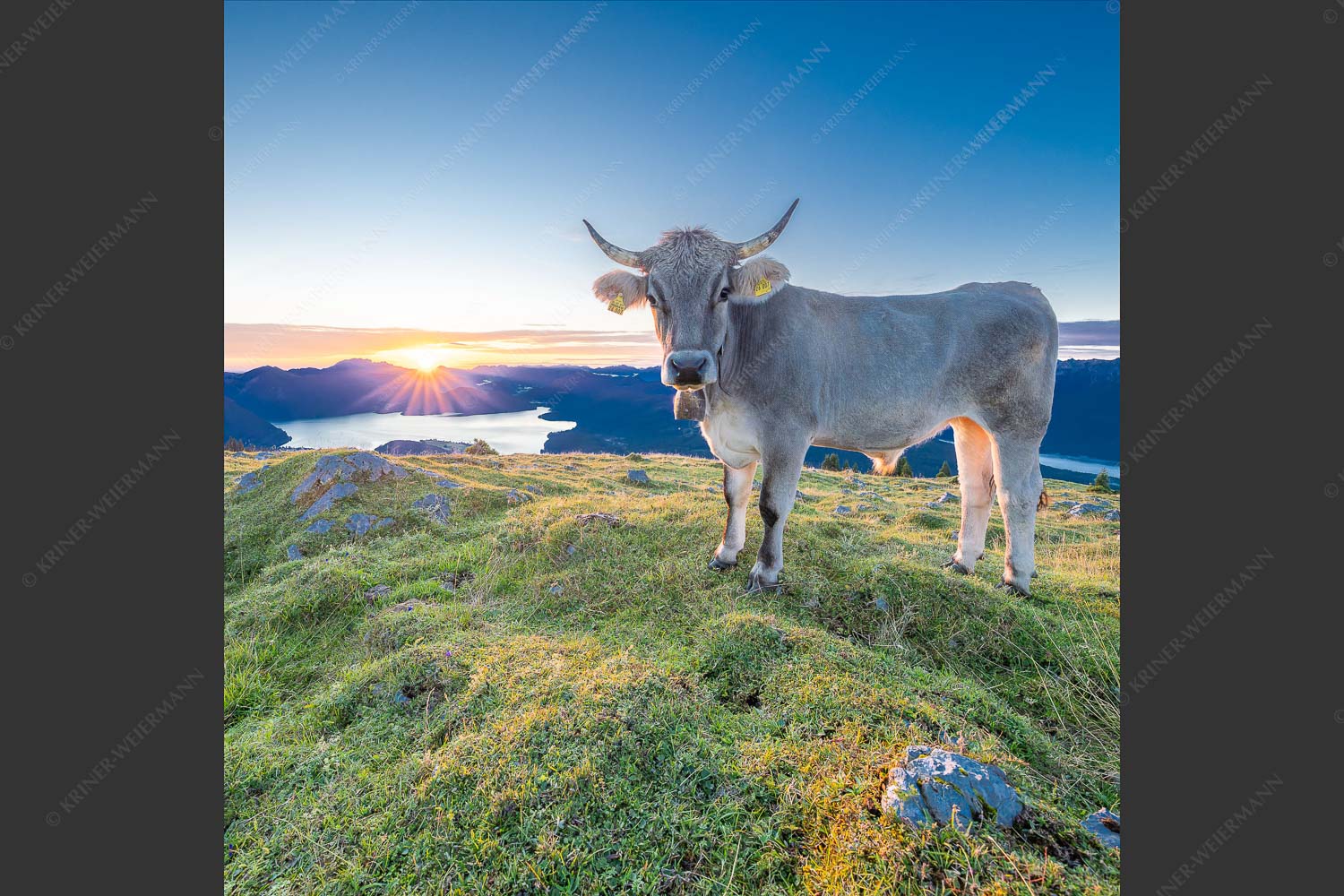 Tiroler Grauvieh auf der Sommerweide am Simetsberg im Estergebirge - Neugier 1:1  -- Almvieh am Simetsberg - mehr Infos bei www.Kriner-Weiermann.de
