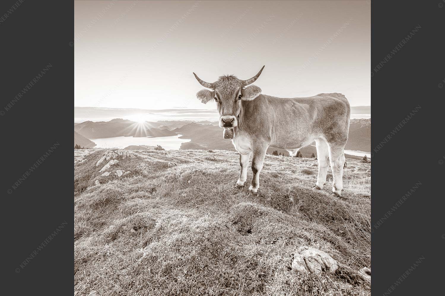 Tiroler Grauvieh auf der Sommerweide am Simetsberg im Estergebirge - Neugier 1:1 sepia -- Almvieh am Simetsberg - mehr Infos bei www.Kriner-Weiermann.de