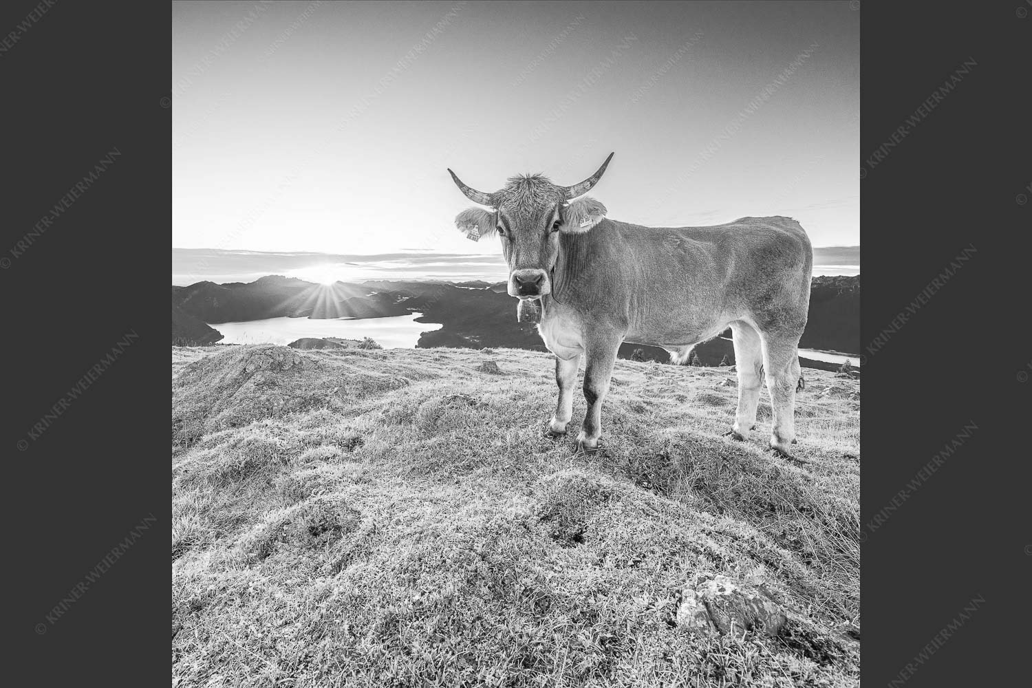 Tiroler Grauvieh auf der Sommerweide am Simetsberg im Estergebirge - Neugier 1:1 sw -- Almvieh am Simetsberg - mehr Infos bei www.Kriner-Weiermann.de