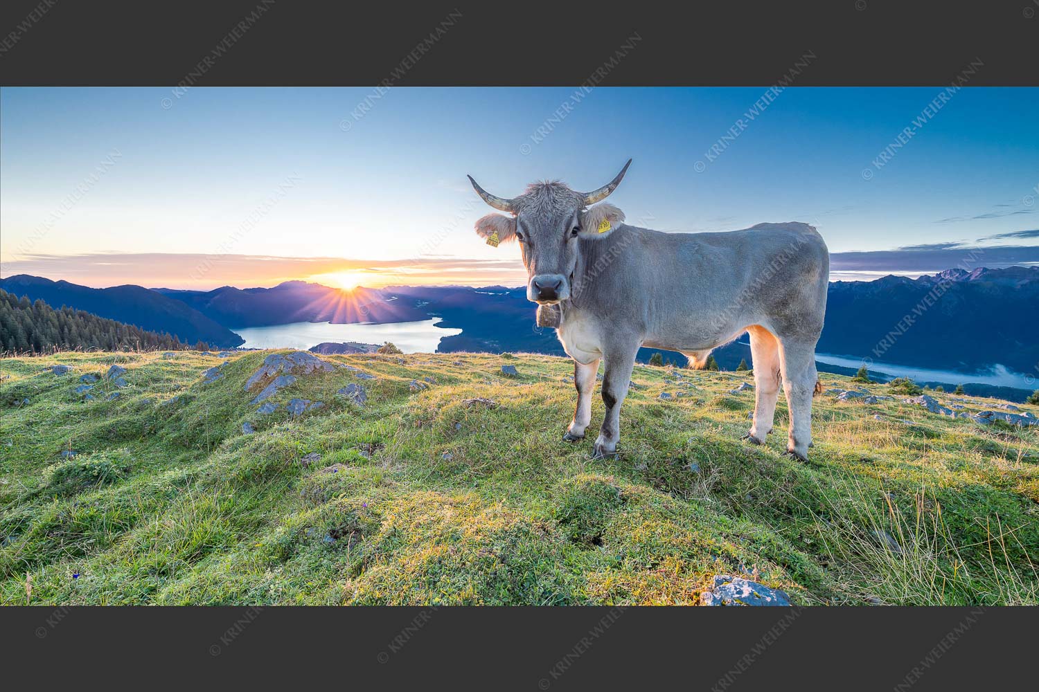 Tiroler Grauvieh auf der Sommerweide am Simetsberg im Estergebirge - Neugier 2:1  -- Almvieh am Simetsberg - mehr Infos bei www.Kriner-Weiermann.de