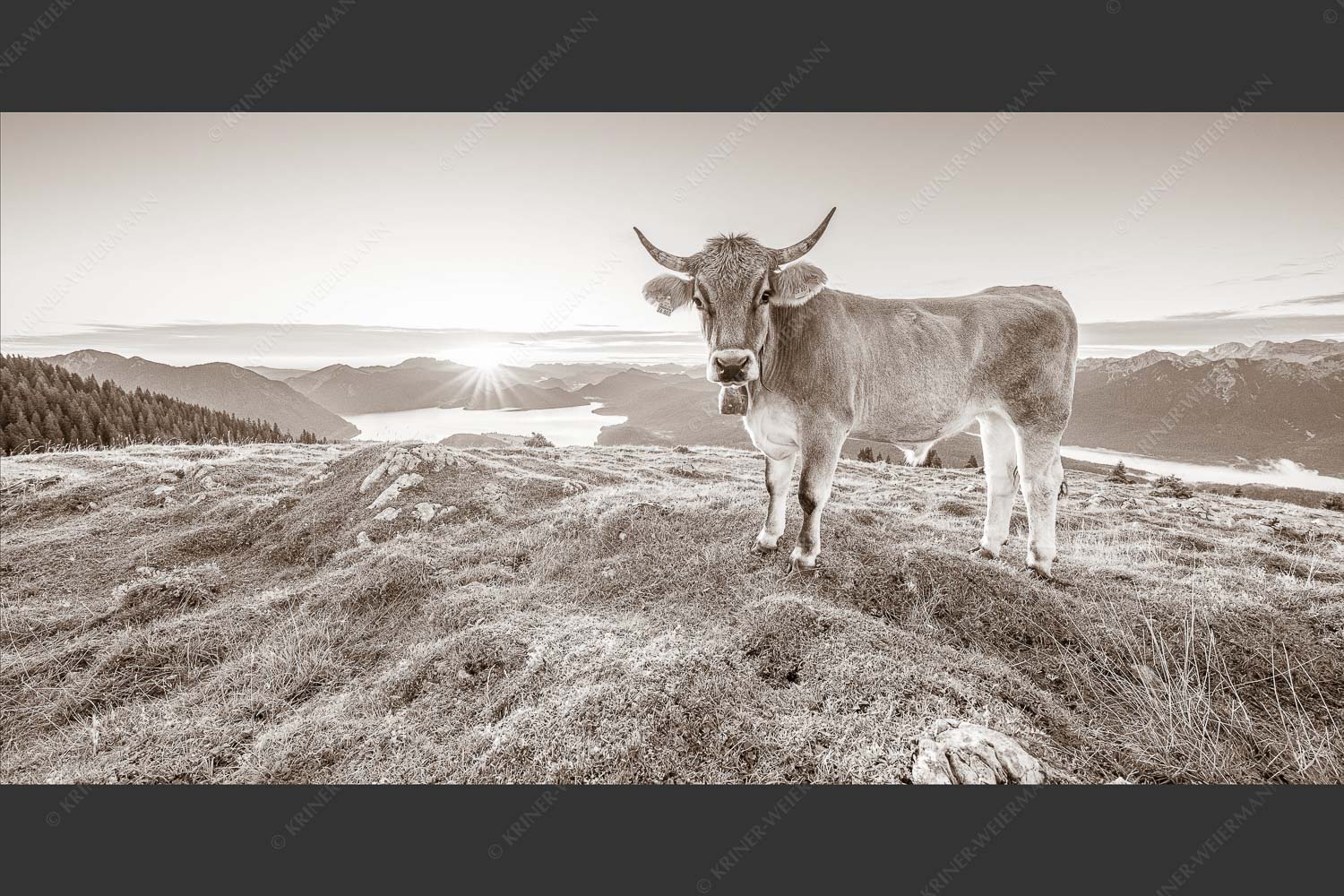 Tiroler Grauvieh auf der Sommerweide am Simetsberg im Estergebirge - Neugier 2:1 sepia -- Almvieh am Simetsberg - mehr Infos bei www.Kriner-Weiermann.de