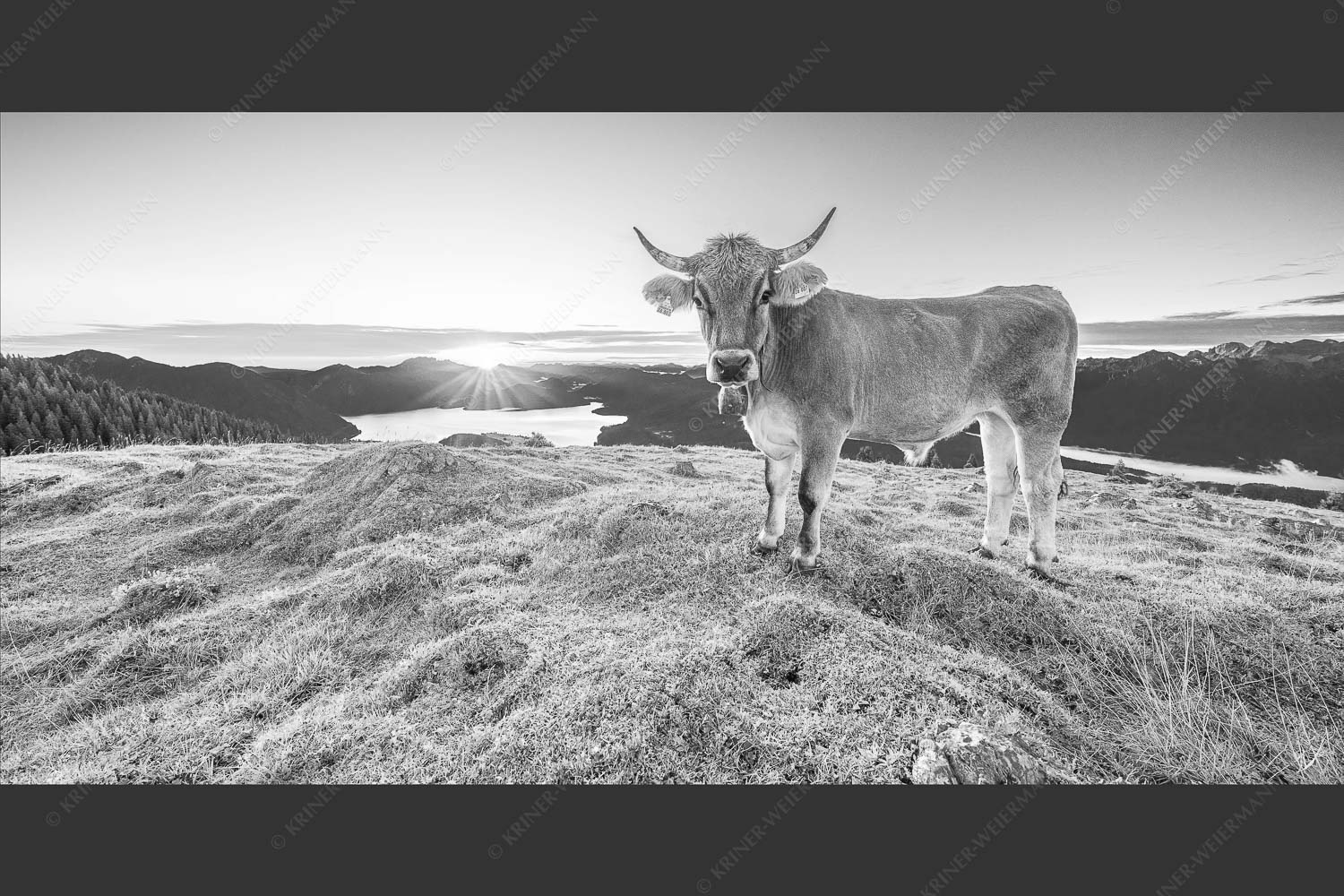 Tiroler Grauvieh auf der Sommerweide am Simetsberg im Estergebirge - Neugier 2:1 sw -- Almvieh am Simetsberg - mehr Infos bei www.Kriner-Weiermann.de