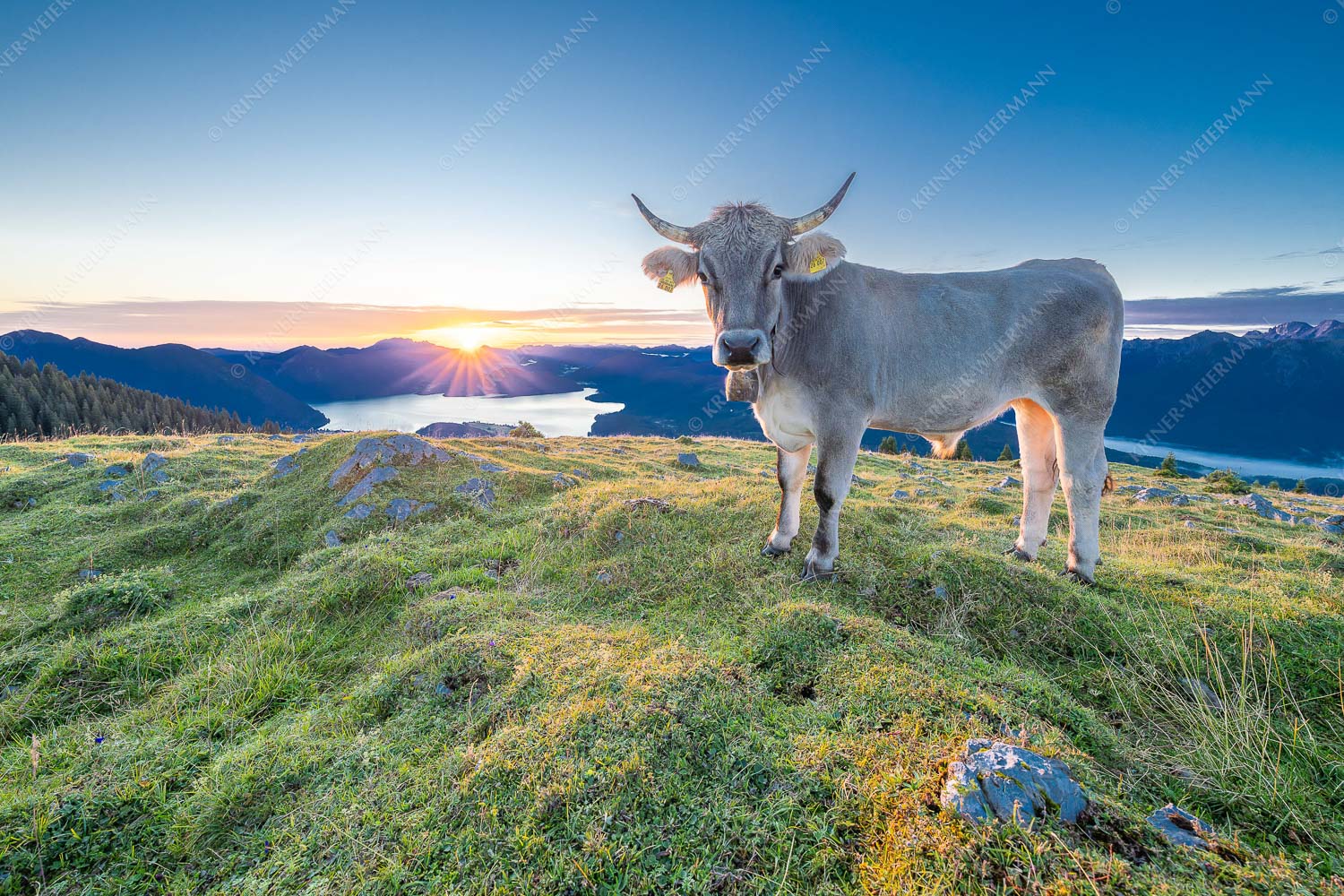 Tiroler Grauvieh auf der Sommerweide am Simetsberg im Estergebirge - Neugier 3:2  -- Almvieh am Simetsberg - mehr Infos bei www.Kriner-Weiermann.de