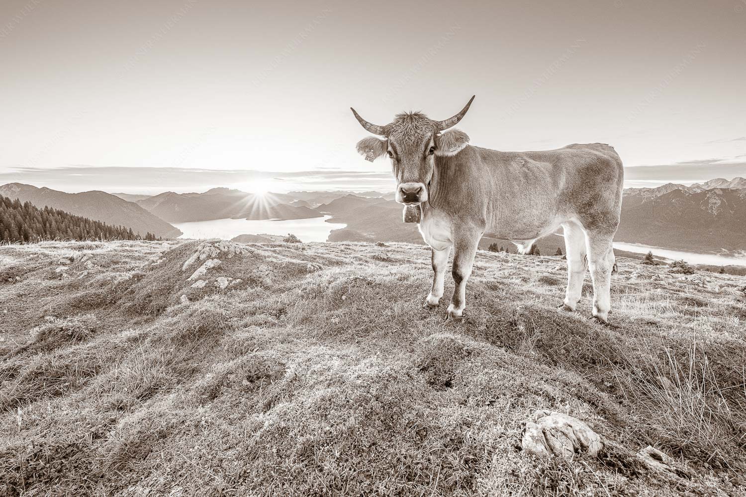 Tiroler Grauvieh auf der Sommerweide am Simetsberg im Estergebirge - Neugier 3:2 sepia -- Almvieh am Simetsberg - mehr Infos bei www.Kriner-Weiermann.de