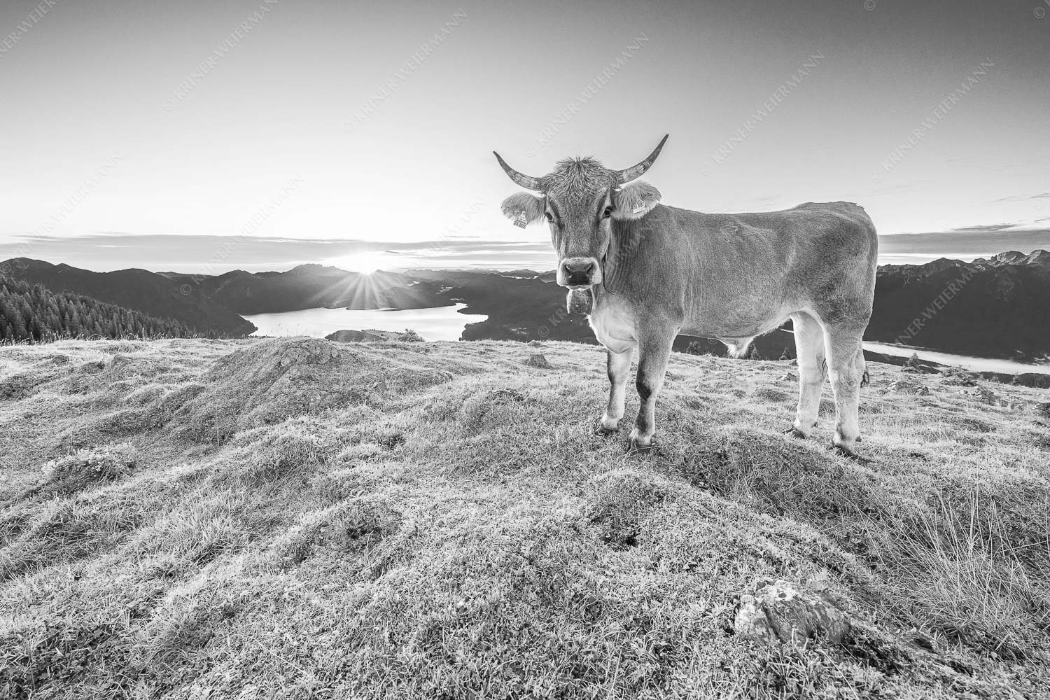 Tiroler Grauvieh auf der Sommerweide am Simetsberg im Estergebirge - Neugier 3:2 sw -- Almvieh am Simetsberg - mehr Infos bei www.Kriner-Weiermann.de