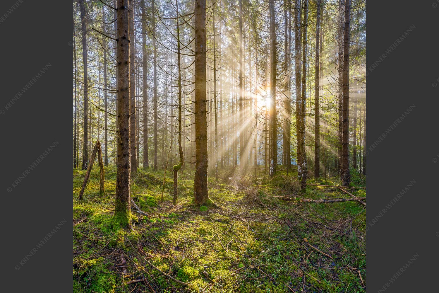 Mystischer Herbstwald im Morgenlicht mit Nebel und Sonnenstrahlen - Waldleuchten 1:1  -- Streiflicht Herbstwald - mehr Infos bei www.Kriner-Weiermann.de