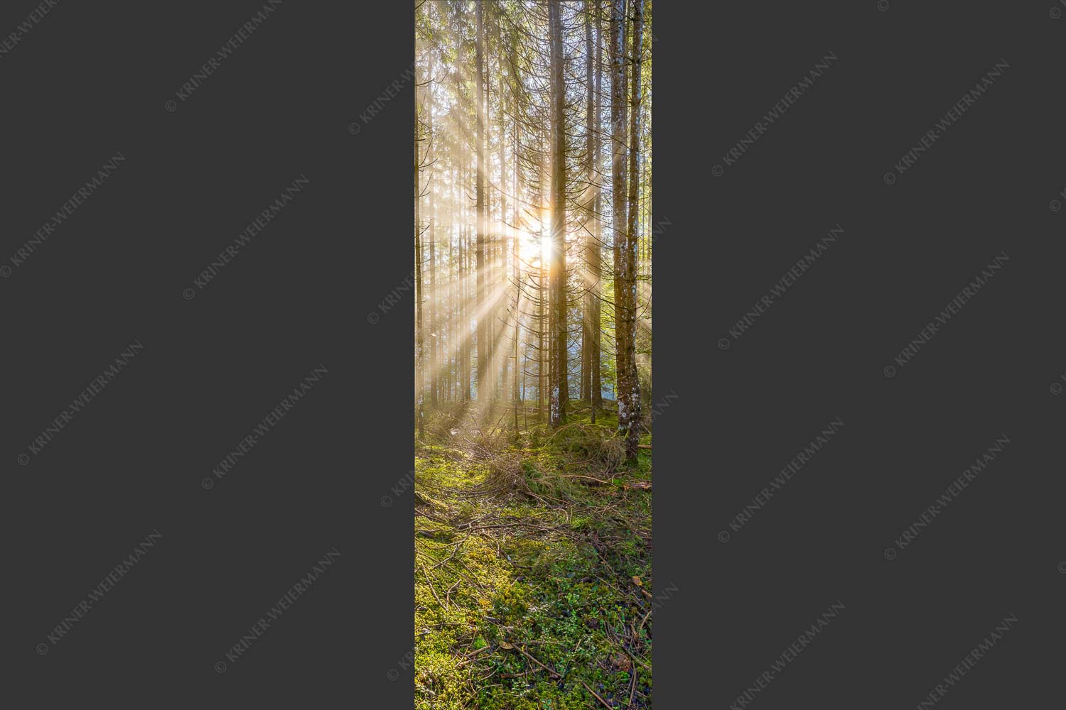 Mystischer Herbstwald im Morgenlicht mit Nebel und Sonnenstrahlen - Waldleuchten 1:3  -- Streiflicht Herbstwald - mehr Infos bei www.Kriner-Weiermann.de