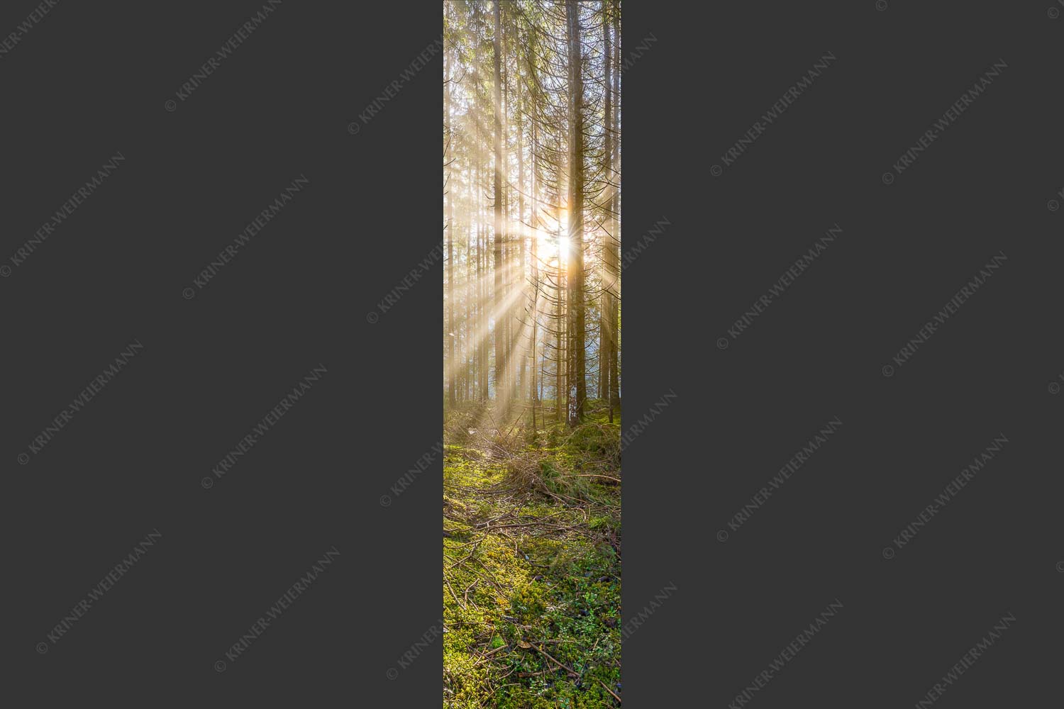 Mystischer Herbstwald im Morgenlicht mit Nebel und Sonnenstrahlen - Waldleuchten 1:4  -- Streiflicht Herbstwald - mehr Infos bei www.Kriner-Weiermann.de