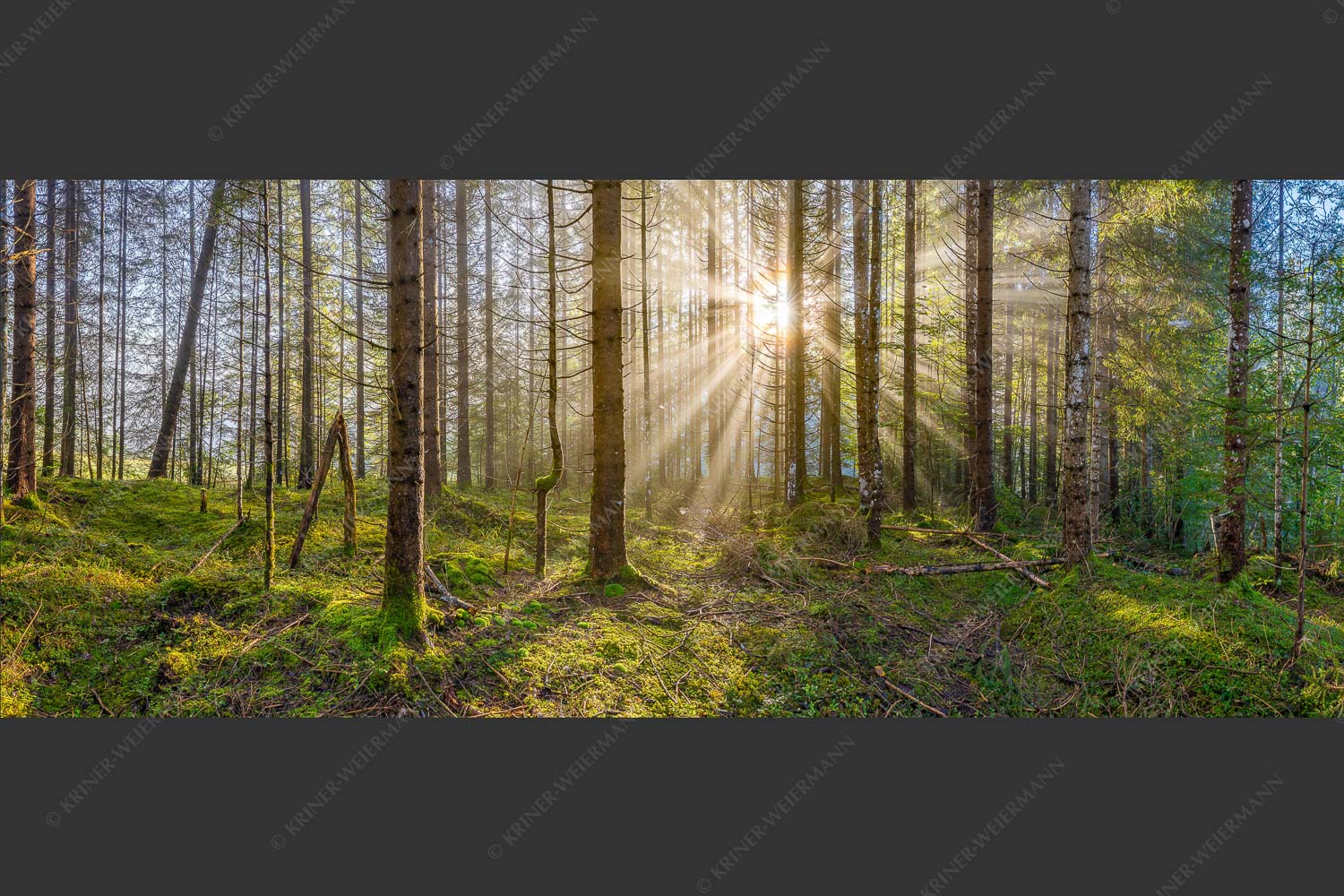 Mystischer Herbstwald im Morgenlicht mit Nebel und Sonnenstrahlen - Waldleuchten 2,5:1  -- Streiflicht Herbstwald - mehr Infos bei www.Kriner-Weiermann.de