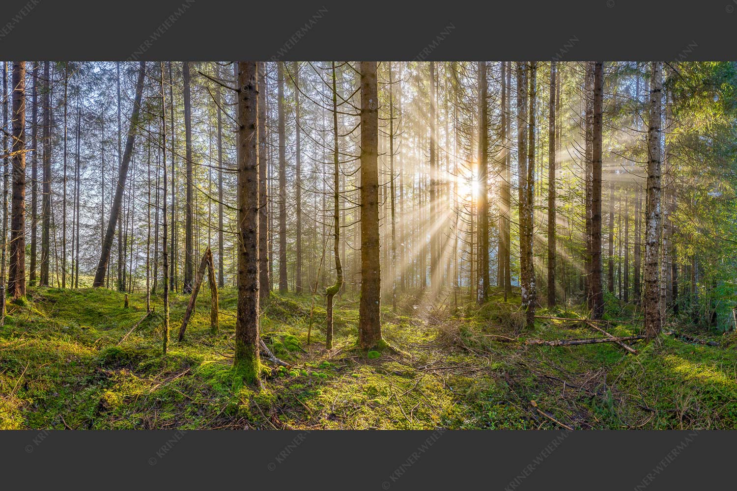 Mystischer Herbstwald im Morgenlicht mit Nebel und Sonnenstrahlen - Waldleuchten 2:1  -- Streiflicht Herbstwald - mehr Infos bei www.Kriner-Weiermann.de