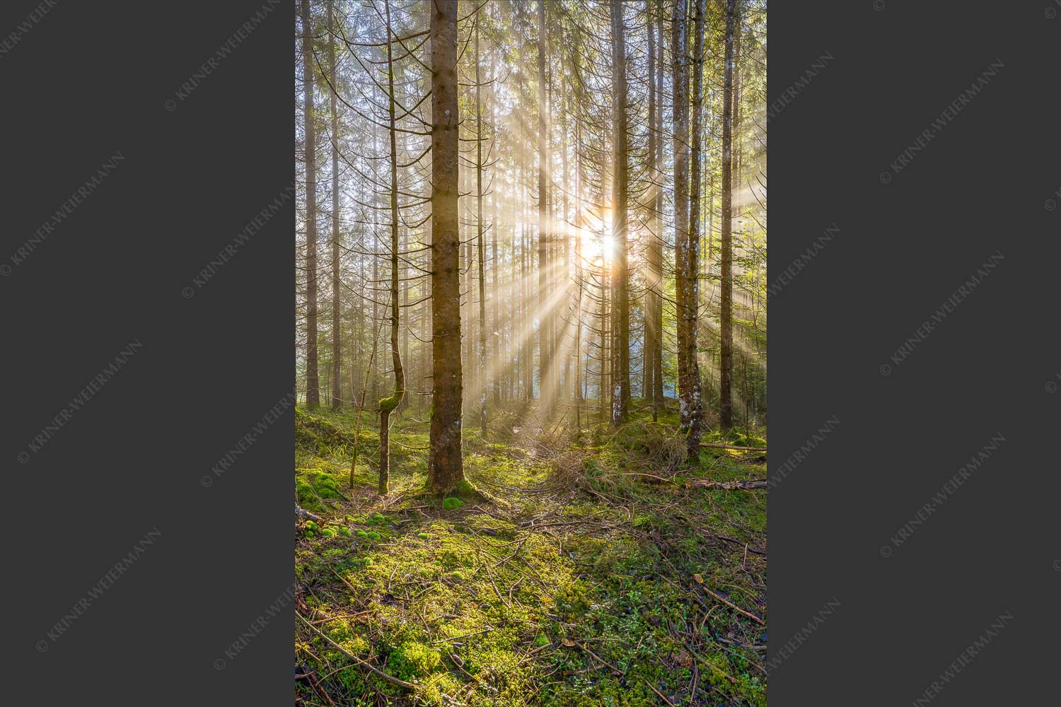 Mystischer Herbstwald im Morgenlicht mit Nebel und Sonnenstrahlen - Waldleuchten 2:3  -- Streiflicht Herbstwald - mehr Infos bei www.Kriner-Weiermann.de
