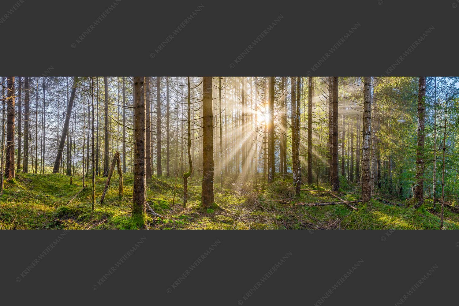 Mystischer Herbstwald im Morgenlicht mit Nebel und Sonnenstrahlen - Waldleuchten 3:1  -- Streiflicht Herbstwald - mehr Infos bei www.Kriner-Weiermann.de