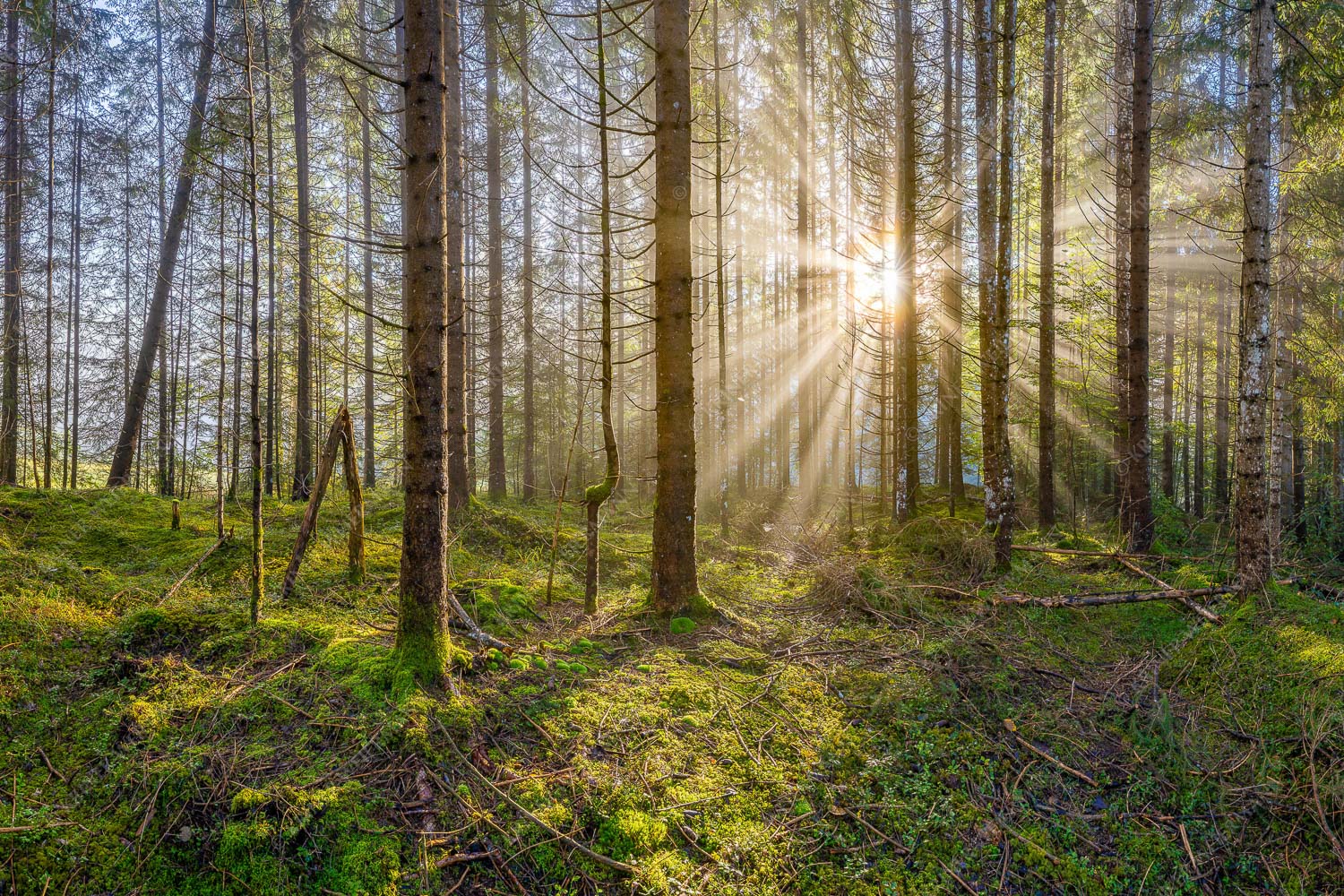 Mystischer Herbstwald im Morgenlicht mit Nebel und Sonnenstrahlen - Waldleuchten 3:2  -- Streiflicht Herbstwald - mehr Infos bei www.Kriner-Weiermann.de